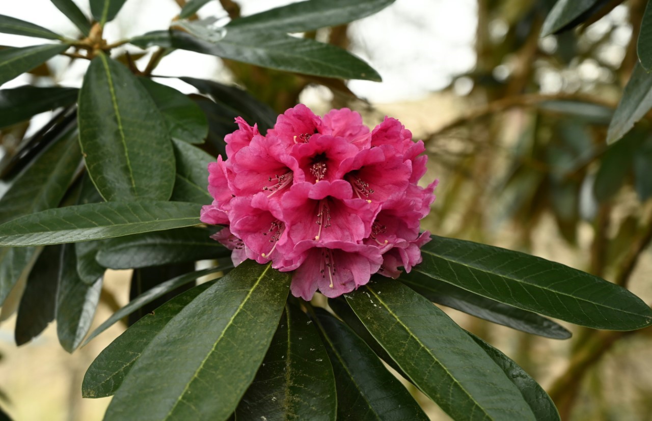 Unknown hybrid (possibly arizelum x arboreum) 